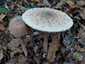 Nagy őzlábgomba (Macrolepiota procera), Somogy
